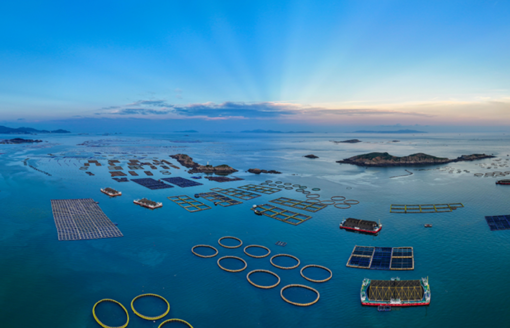 建设 “海上粮仓” 打造 “智慧牧场”｜福州深远海养殖规模化提速，桁架式平台成产业升级核心力量